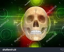 Image result for Human Skull Anatomy 3D