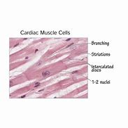 Image result for Cardiac Muscle Model