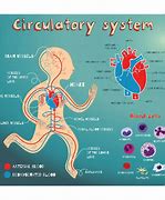 Image result for Circulatory System Diagram KS4