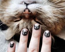 Image result for Cat Pedicure