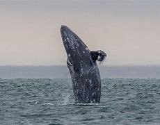 Image result for Gray Whale Animal