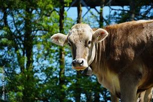 Image result for Brow Swiss Cow