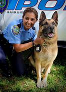 Image result for K9 Police Dogs