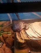 Image result for Turtle Asleep