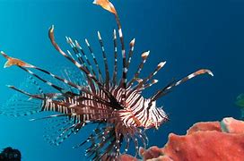 Image result for Lionfish Range