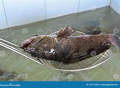 Image result for Live Marine Fish Food