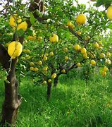 Image result for Acid Lime Tree