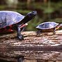 Image result for Turtle Age Chart