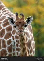 Image result for Cutest Baby Giraffe