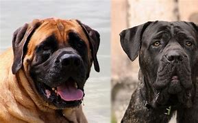 Image result for Grate Mastiff