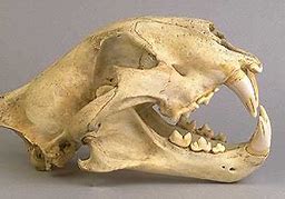 Image result for Tiger Skull Closed Mouth