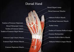 Image result for Extensor Tendons Dorsal Hand