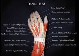 Image result for Dorsal Aspect Hand