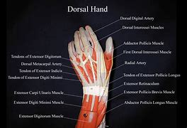 Image result for Dorsum of Left Hand