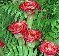 Image result for Rare Exotic Flowers Pink