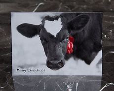 Image result for Dairy Cow Christmas Cards