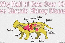 Image result for Cat Kidney Disease