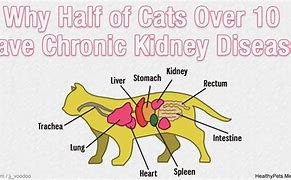 Image result for Cat Kidney Disease Symptoms