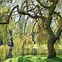 Image result for Calm Willow Tree