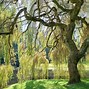 Image result for 1 Willow Tree