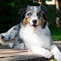 Image result for Aussie Shep