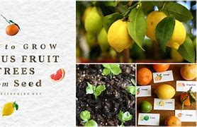 Image result for Figer Lime Citrus Seed Sprouting