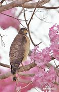 Image result for Buteo Platypterus