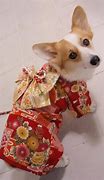 Image result for Corgis in Jeans