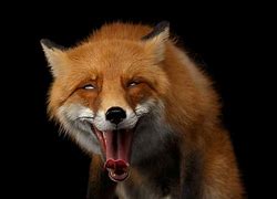 Image result for Fox Head Profile