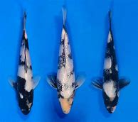 Image result for Utsuri Koi