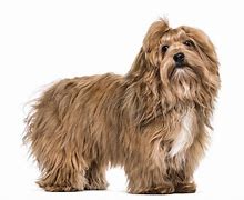 Image result for Havanese Fully Grown