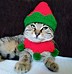 Image result for Elven Cat