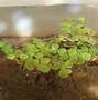 Image result for Greater Duckweed