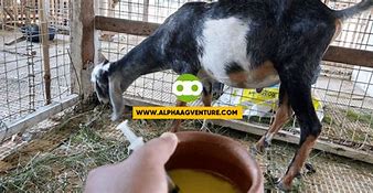 Image result for Kambing Dombos