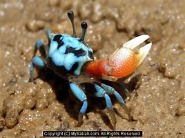 Image result for Fiddler Crab Larva