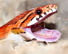 Image result for Biggest Corn Snake