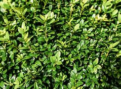 Image result for English Boxwood Shrubs