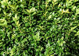 Image result for Plant Boxwood Shrubs