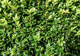 Image result for Common Boxwood Pictures