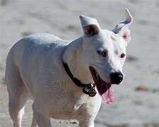 Image result for Dog Run