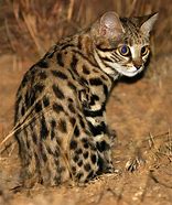 Image result for Black-footed Cat