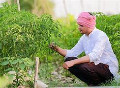 Image result for Chilli Farming