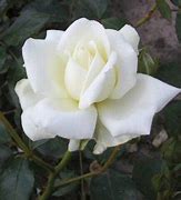 Image result for New Dawn Climbing Rose