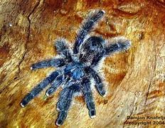 Image result for Avicularia Metallica