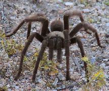 Image result for Giant Desert Spider