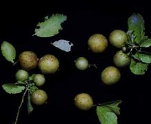 Image result for Citrus Plant Stem