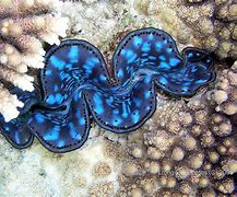 Image result for Beautiful Giant Clam