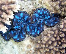 Image result for Batman Giant Clam