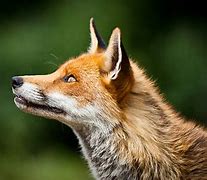 Image result for Fox Head Profile