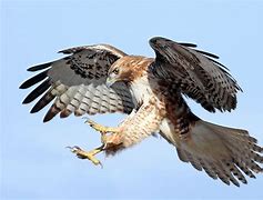 Image result for Hawk with Bird On Back